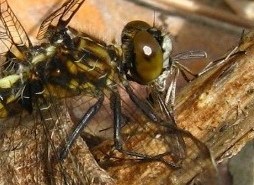 Dragonfly with prey