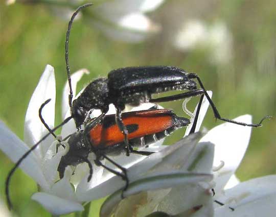 Dimorphic Flower Longhorn, ANASTRANGALIA LAETIFICA, and its aedeagus