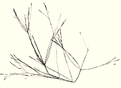 agrostis inflorescence