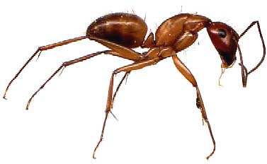 Carpenter Ant, genus Camponotus