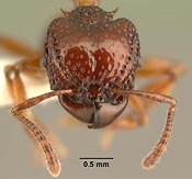 Ancanthomyrmex