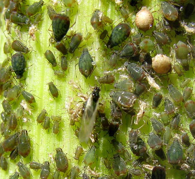 aphids on leaf of corn, or maize