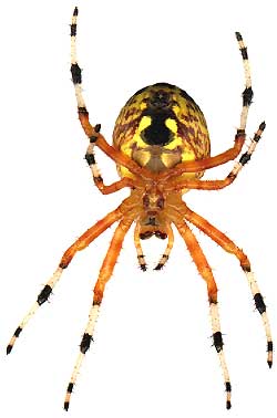 Araneus spider