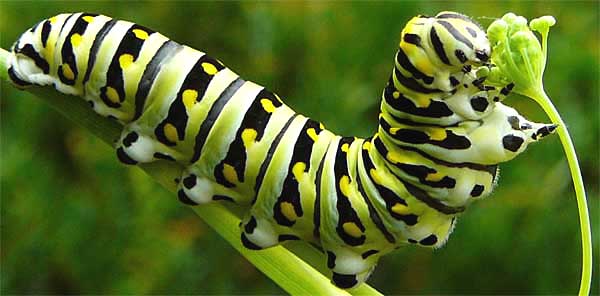 Caterpillar of Black Swallowtail Butterfly, Papilio polyxenes/ Parsleyworm/ Celeryworm