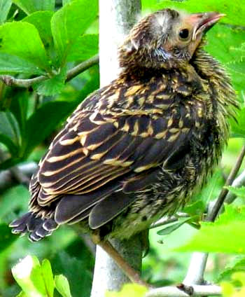 Immature Red-winged Blackbird, image by Bea Laporte, Ontario Canada