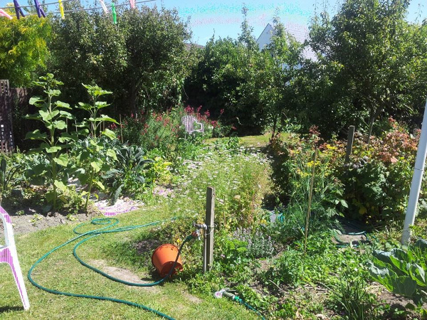 backyard garden in Christchurch, New Zealand; photo courtesy of Kelly Dombroski and Wikimedia Commons