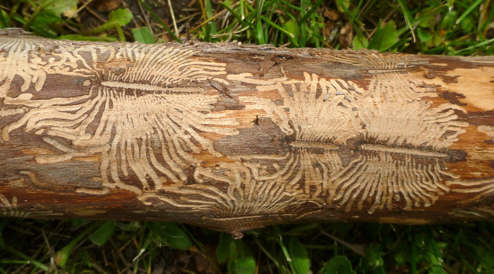 bark beetle