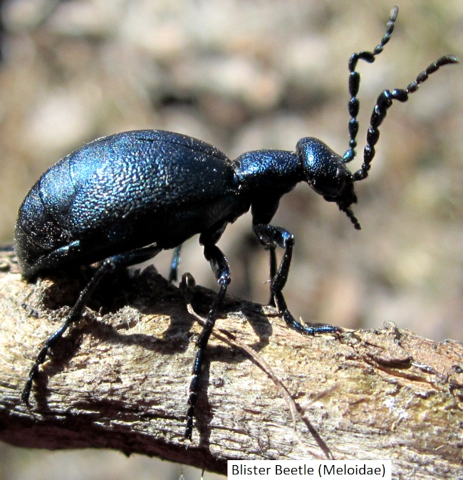 Blister Beetle (Meloidae)