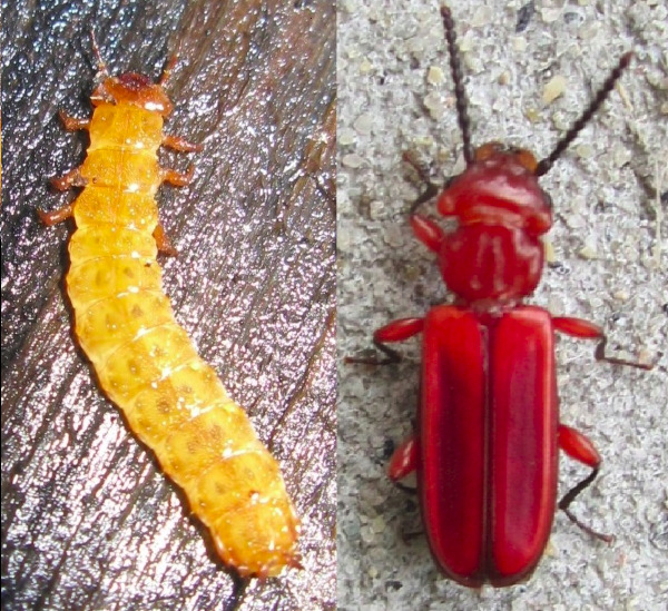 larva of Red Flat Bark Beetle, Cucujus clavipes