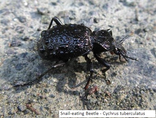 Snail-eating Beetle, Cychrus tuberculatus