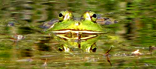 Bullfrog, Rana catesbeiana