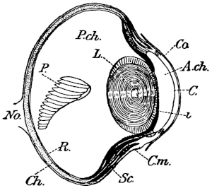 Anatomical diagram of bird eye; from 'The New International Encyclopædia,' v.3. 1905