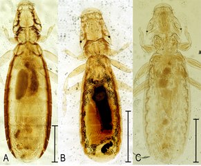 Chewing lice, genus Ricinus, parasitic on birds; image courtesy of Miroslav Valan, Oldrich Sychra and Ivan Literak,  Zoological Institute of the Russian Academy of Sciences, Saint Petersburg, Russia, and Wikipedia Media