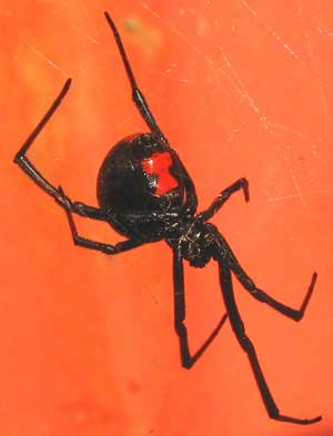 Black Widow Spider