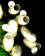 Braconid Wasp cocoons on hornworm opened after adult wasps have escaped