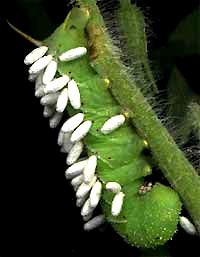 Braconid Wasp cocoons on Tobacco Hornworm