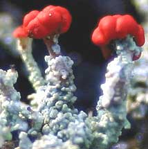 British Soldier Lichen,Cladonia cristatella