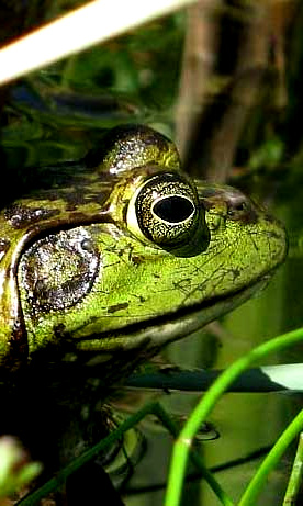 Bullfrog