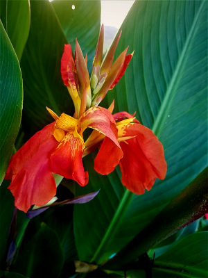 Orange Canna Lily; image courtesy of Sabina Bajracharya of Kathmandu, Nepal, and Wikimedia Commons