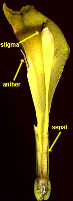 canna anther & stigma