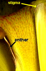 canna anther stigma