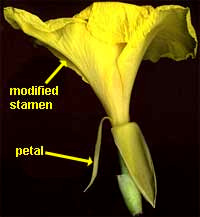 canna flower