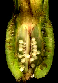 Canna ovary with ovules