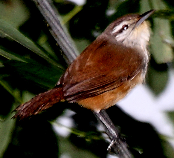 Isthmian Wren, Cantorchilus elutus; image by Dominic Sherony, taken in Panama
