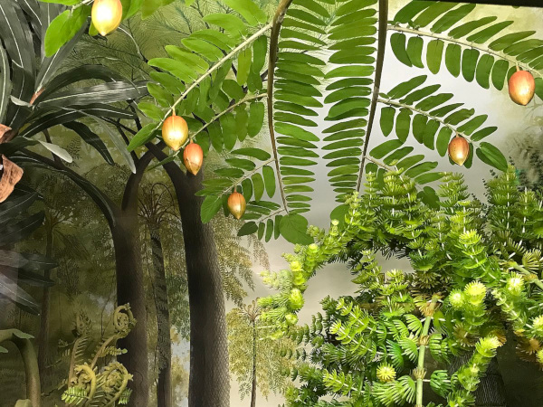 model of a Carboniferous seed fern, from a diorama at the Museum Mensch und Natur, Munich, Germany; photo by  Petter Bøckman