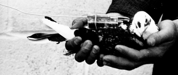 In 1961, a Pigeon equipped with a radio transmitter, used to study Pigeon navigation; photo courtesy of National Museum of the US Navy