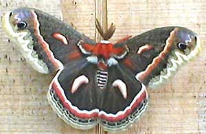 Cecropia Moth, Hyalophora cecropia