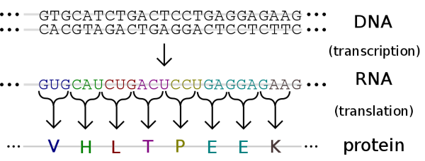 genetic code example; image courtesy of Madeleine Price Ball via Wikimedia Commons