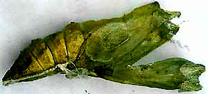 Black Swallowtail Chrysalis skin after the adult emerged