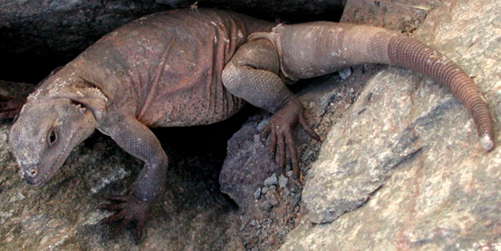 Chuckwalla, Sauromalus ater; picture by Mike Plagens in Arizona