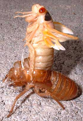 cicada emerging from its exoskeleton; image by J. A. Pyle of Beltsville, Maryland