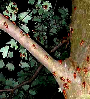 Cicada nyphs climbing Red Maple tree in Beltsville, MD. Image by J. A. Pyle