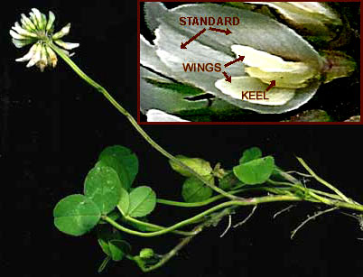 White Clover, Trifolium repens