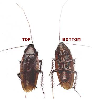 Wood Cockroach, Parcoblatta spp.