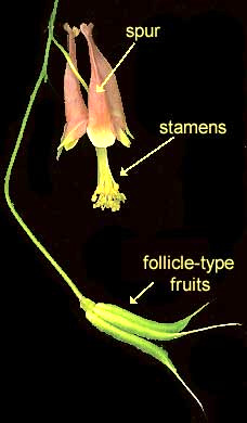 Columbine flowers (Aquilegia)