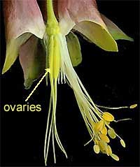 Columbine flowers (Aquilegia), stamens & pistils