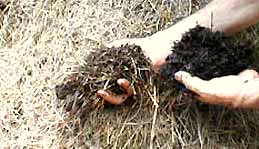 composted grassblades, photo by Karen Wise of Kingston, Mississippi