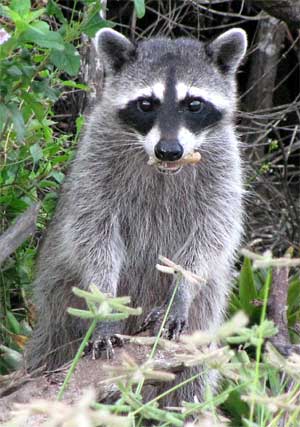 Raccoon in Mexico's Yucatan