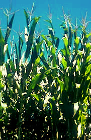 corn, or maize, in a field