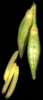 male spikelets of corn, or maize, Zea mays