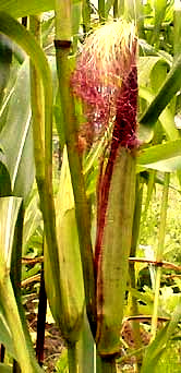 ear of corn showing silks, photo by Karen Wise of Kingston, Mississippi