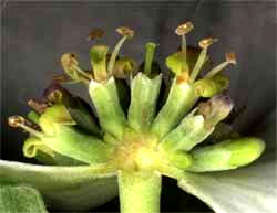 broken open flowering head of Flowering Dogwood, Cornus florida