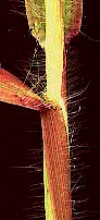 hairs on sheath of Digitaria sanguinalis
