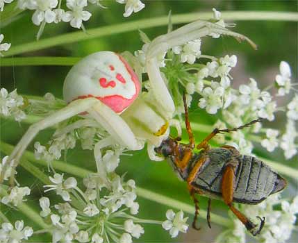 FLOWER SPIDER