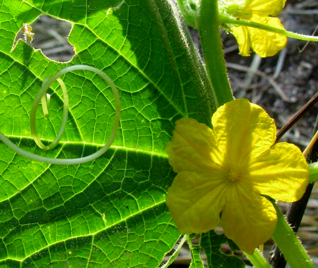 cucumber flowers