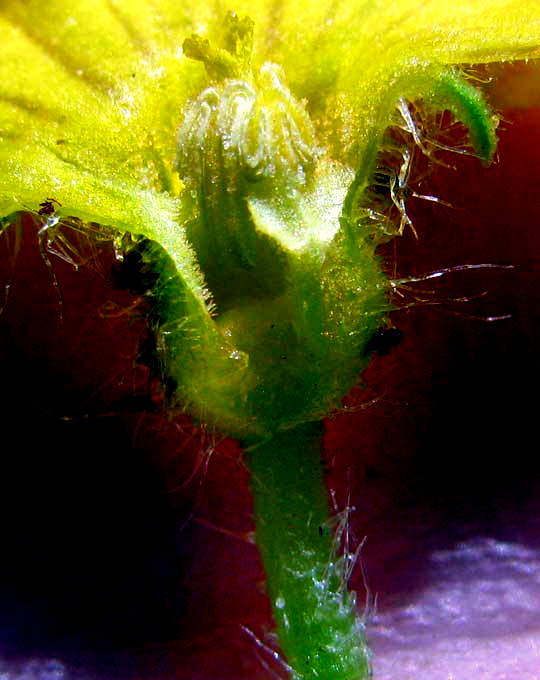 cucumber male flower longitudinal section (Cucumis sativus)